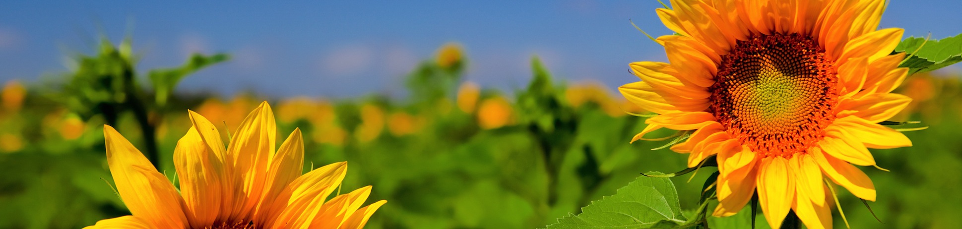 Sunflowers in field